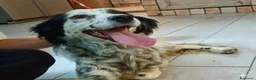 Meticcio cani in regalo: Dada  - Annuncio 3