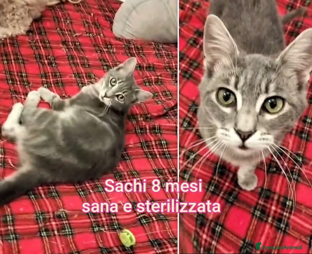 Altre razze gatti in regalo: GATTINI ADORABILI IN CERCA DI FAMIGLIA  - Annuncio 1