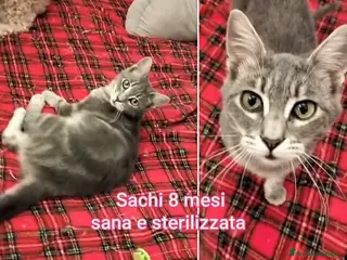 Altre razze gatti GATTINI ADORABILI IN CERCA DI FAMIGLIA - Annuncio 10