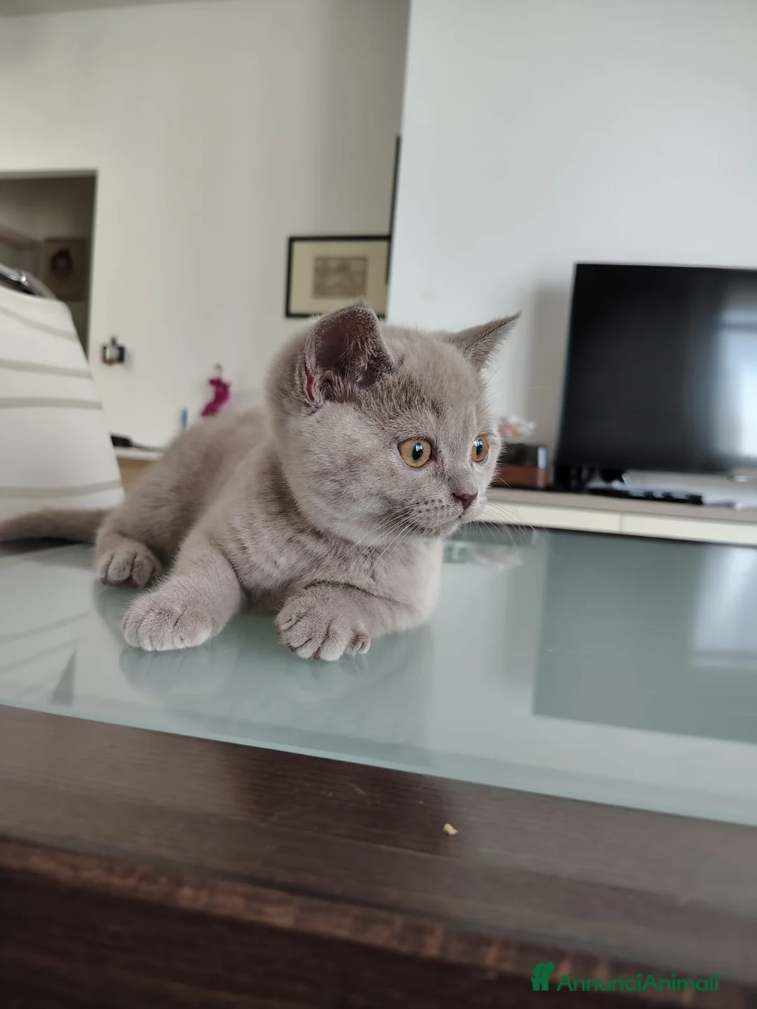 British gatti in vendita: Splendido cucciolo British Shorthair Lilac - Annuncio 8