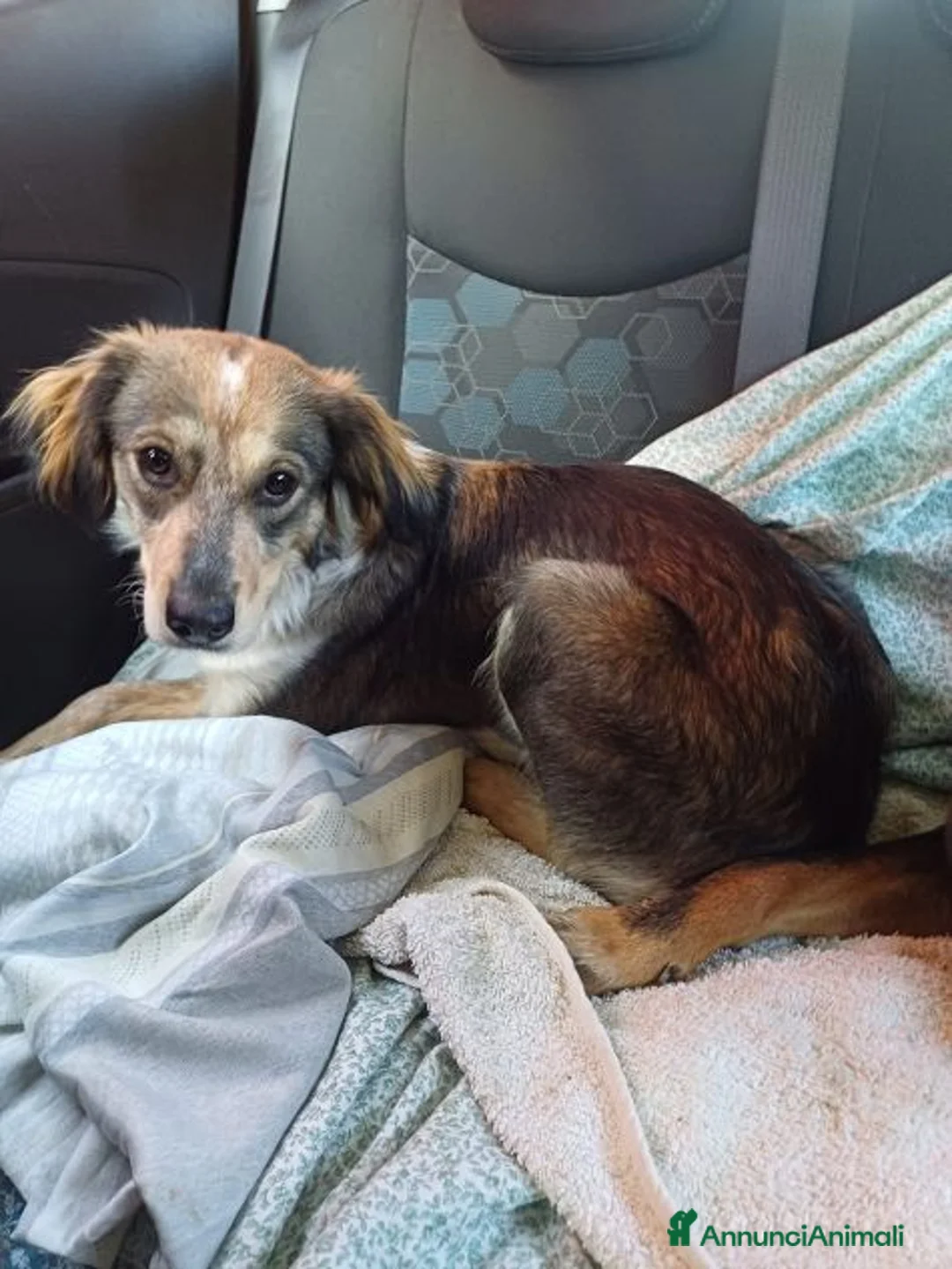 Meticcio cani in regalo: PERLA affettuosa mix setter - Annuncio 7