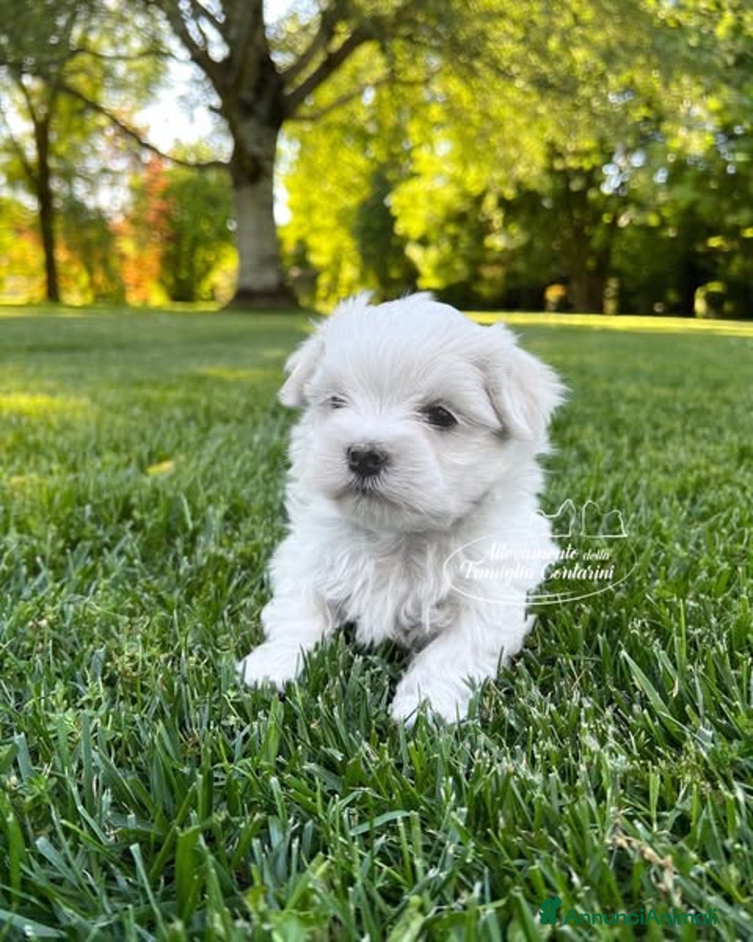 Maltese cani in vendita: Maltesi cuccioli a Città metropolitana di Milano - Annuncio 3