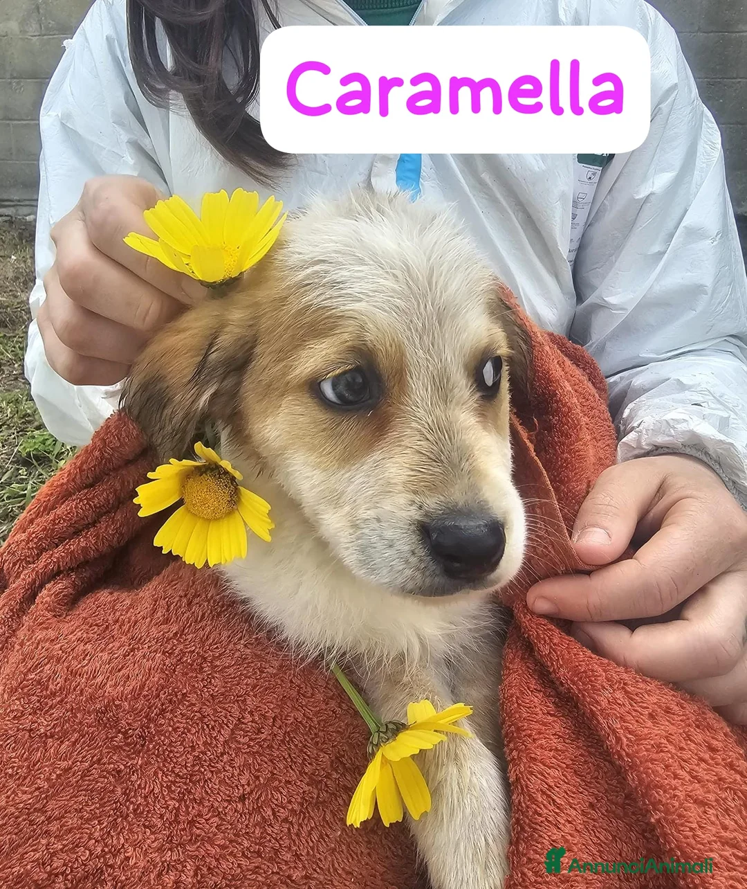 Meticcio cani in regalo: Caramella  a Provincia di Crotone - Annuncio 1