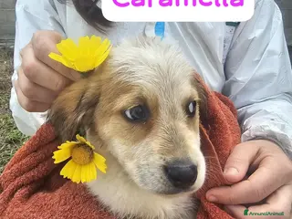 Meticcio cani Caramella - Annuncio 3