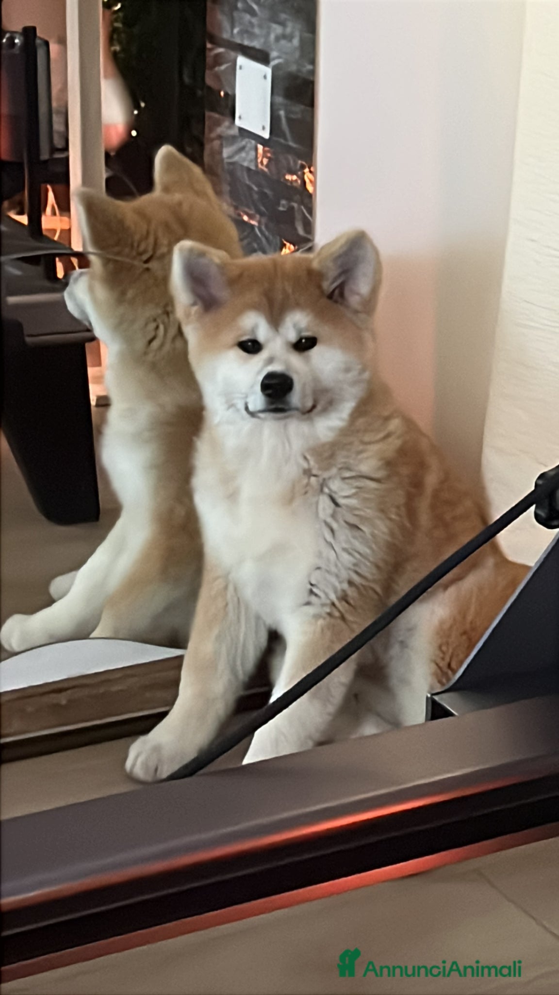 Akita Inu cani Ultima Meravigliosa cucciola fulva  - Annuncio 1