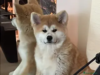 Akita Inu cani Ultima Meravigliosa cucciola fulva - Annuncio 1