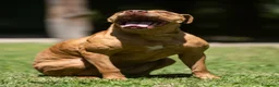 Pitbull cani in regalo: KIRA DAL DIVANO AL CANILE, IN ADOZIONE - Annuncio 3