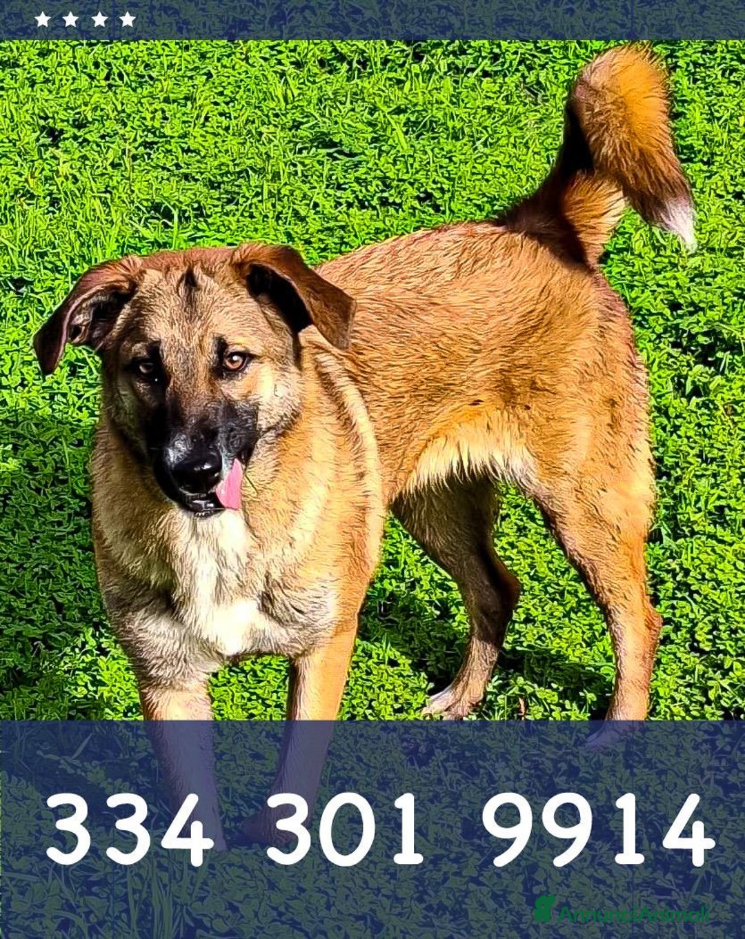 Meticcio cani in regalo: BEA 🩷-cucciola abbandonata chiusa in un sacchetto - Annuncio 2