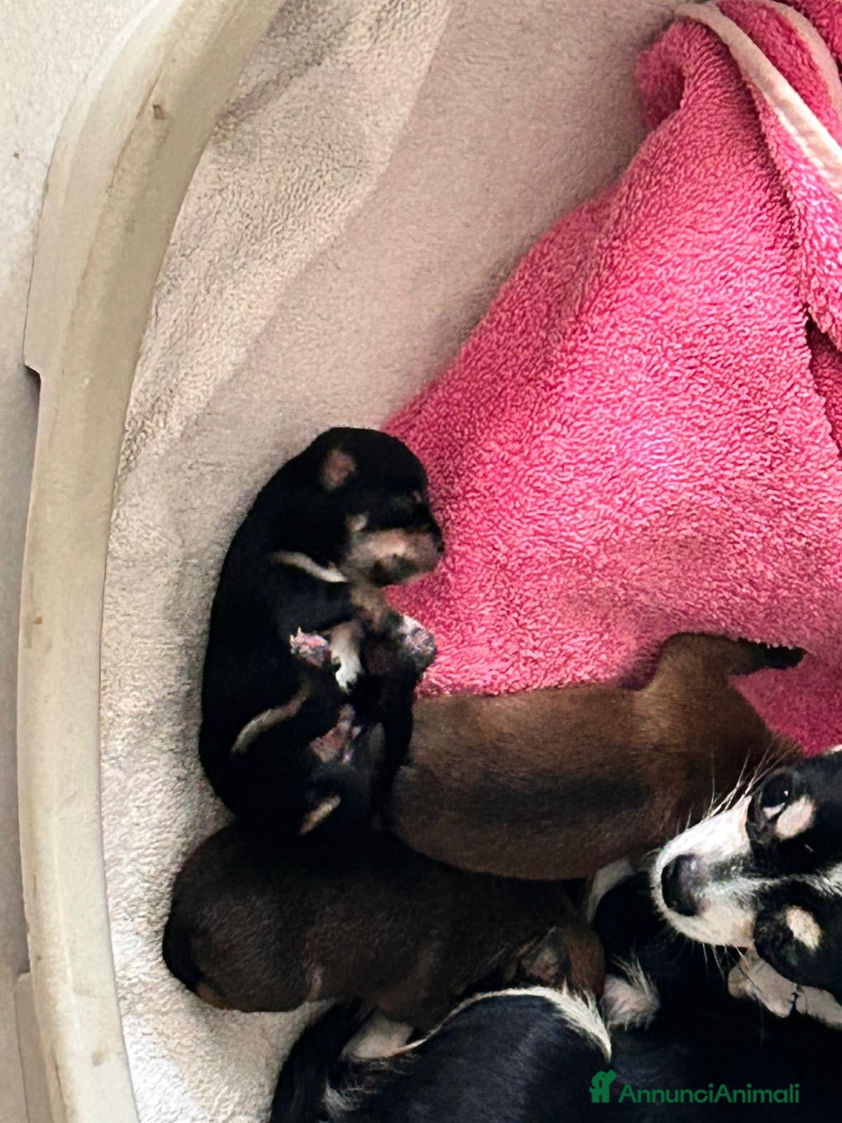 Chihuahua cani Cuccioli di chihuahua - Annuncio 8