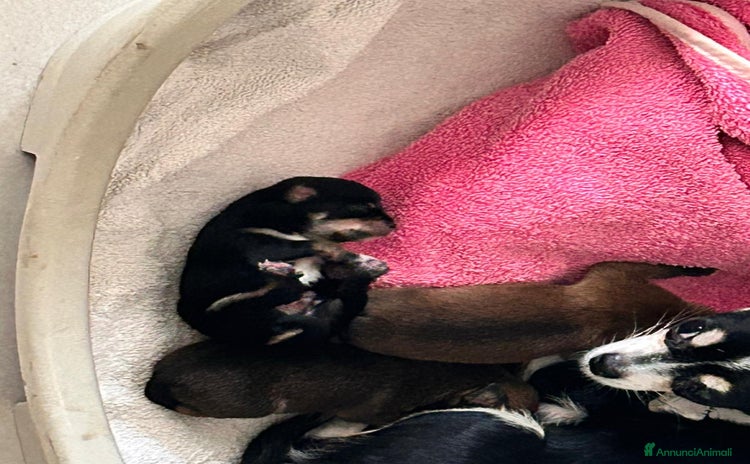 Chihuahua cani - Annuncio 7