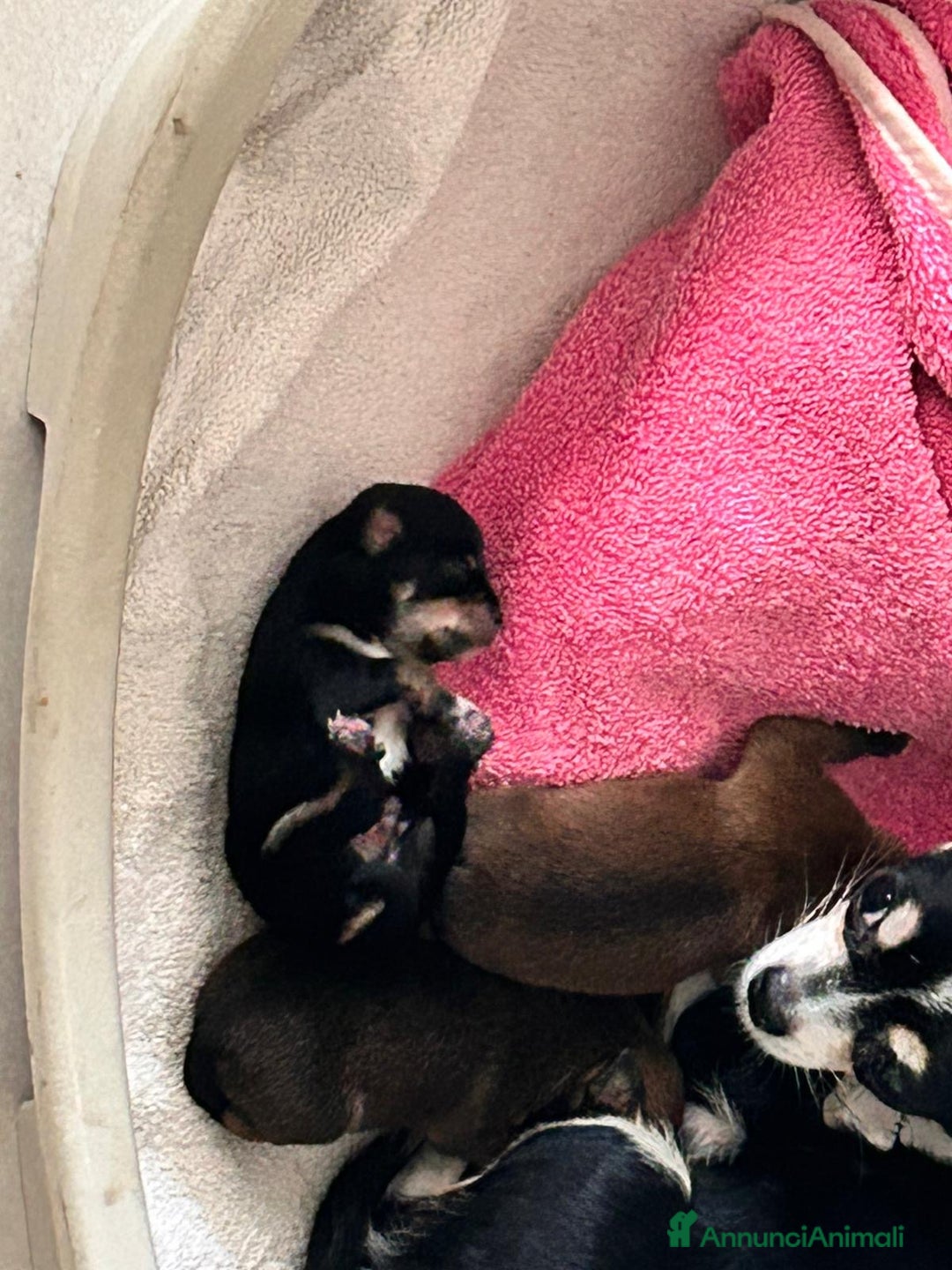 Chihuahua cani in vendita: Cuccioli di chihuahua - Annuncio 1