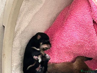 Chihuahua cani Cuccioli di chihuahua - Annuncio 3