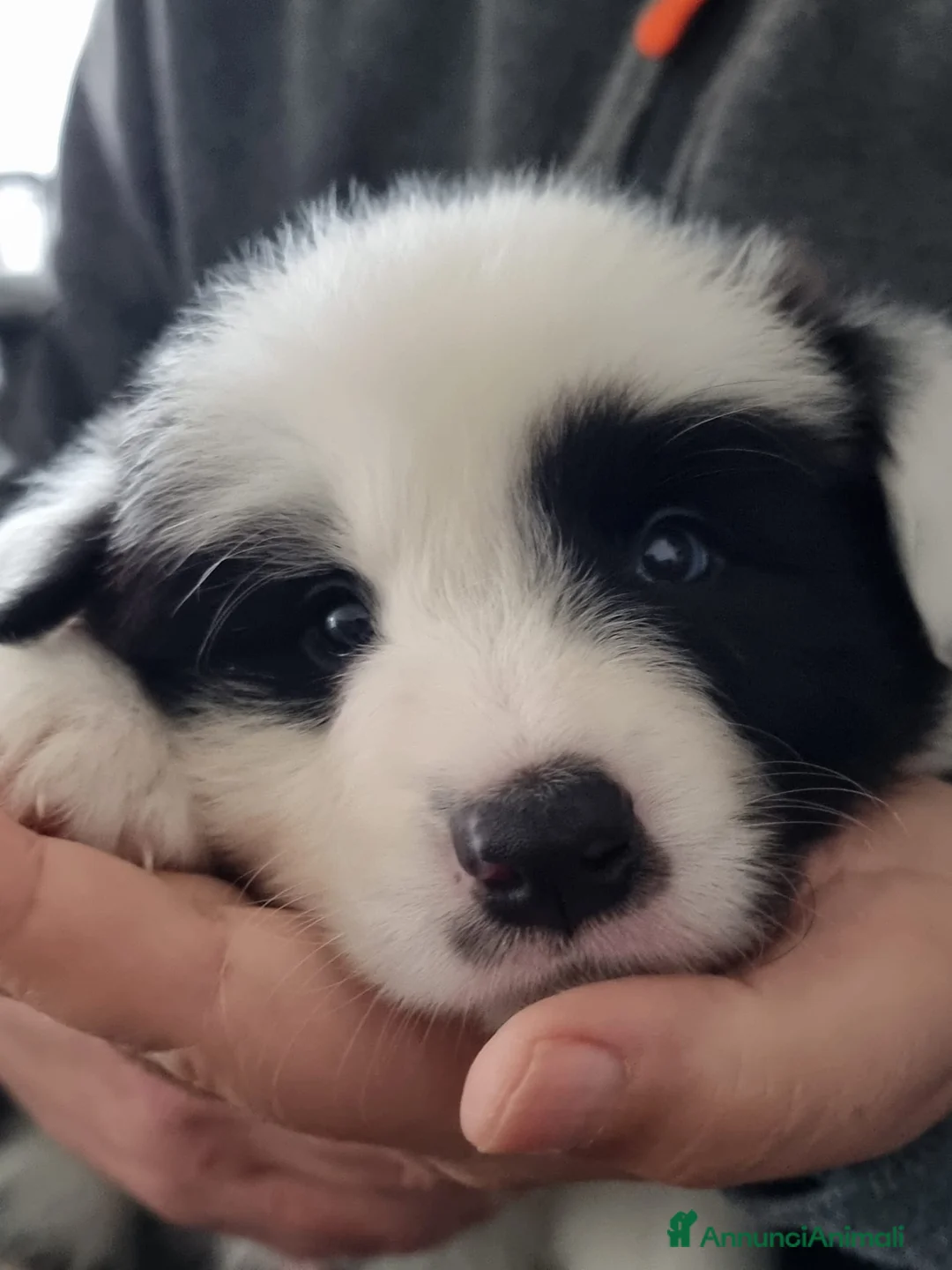 Border Collie cani in vendita: Ultimi 3 border collie  - Annuncio 7