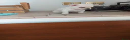 Chihuahua cani in vendita: Chiuhuahua  - Annuncio 4