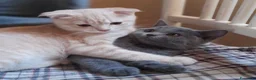 Scottish gatti in vendita: Cuccioli Scottish fold e Scottish straight  - Annuncio 5