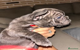 Bulldog Francese cani in vendita: Bulldog francese  a Provincia di Padova - Immagine 5