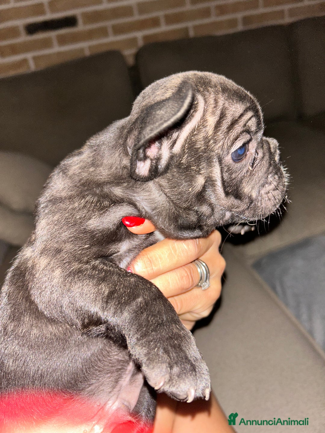 Bulldog Francese cani in vendita: Bulldog francese  a Provincia di Padova - Immagine 5