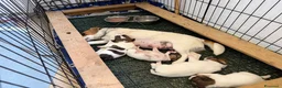 Jack Russell cani in vendita: Cuccioli Jack Russell  Pelo Liscio con Pedigree - Annuncio 3