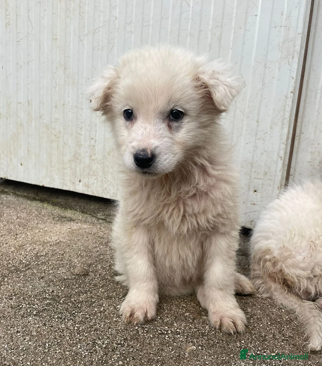 Meticcio cani in regalo: LE FANTASTICHE FREYA e RUNA - Annuncio 4
