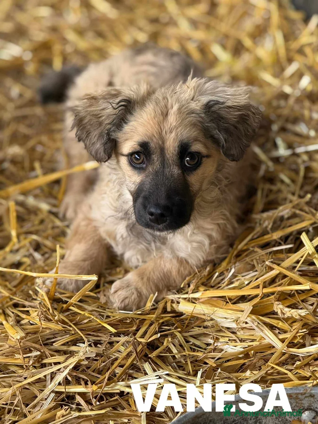 Meticcio cani in regalo: VANESA, cucciola TG PICCOLA super coccolona - Annuncio 1