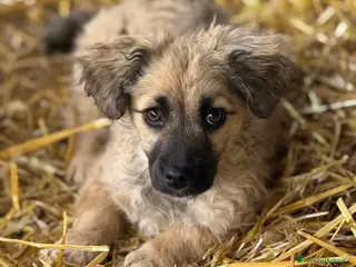 Meticcio cani VANESA, cucciola TG PICCOLA super coccolona - Annuncio 6