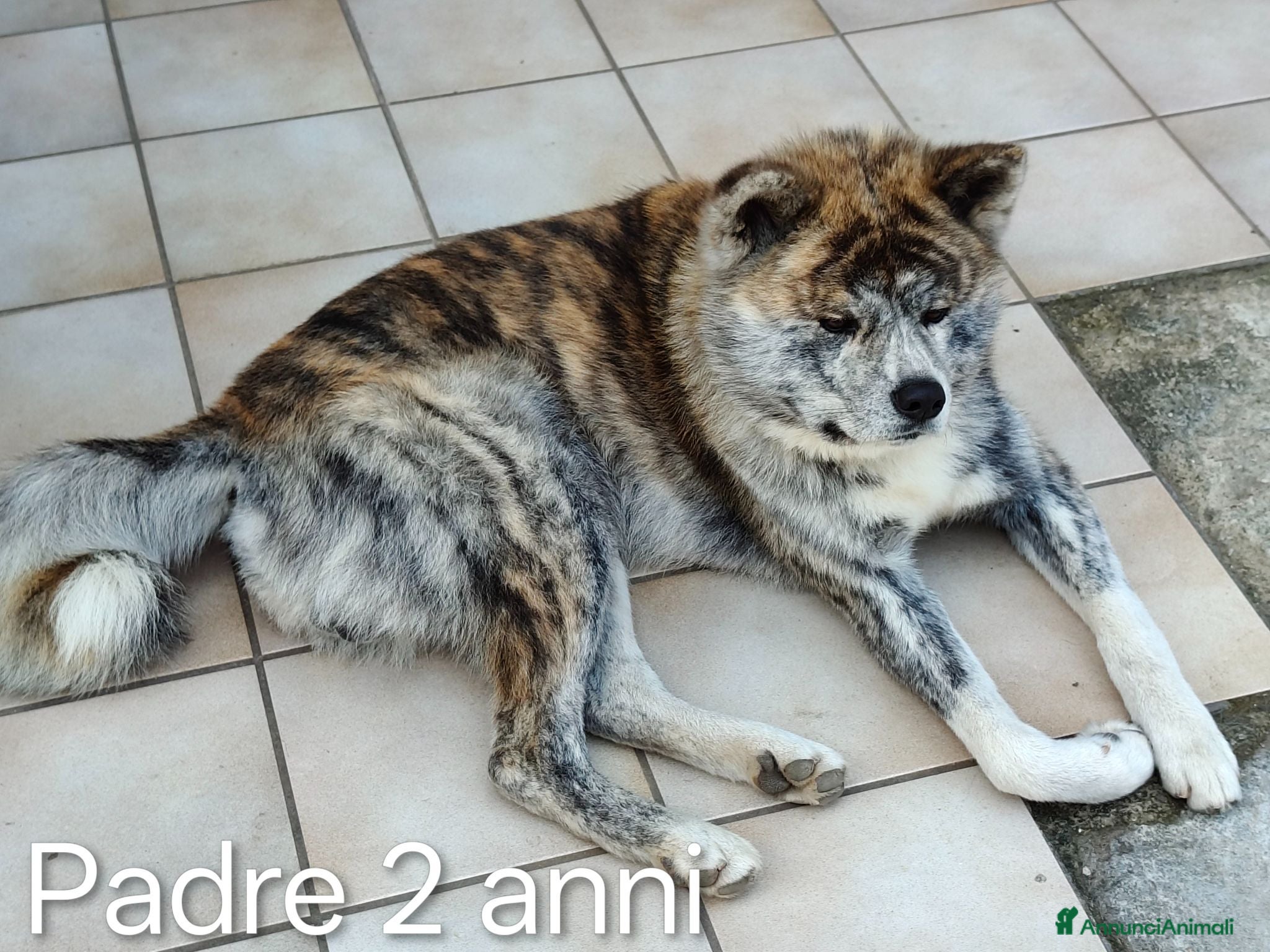 Akita Inu cani Akita inu per monta - Annuncio 1