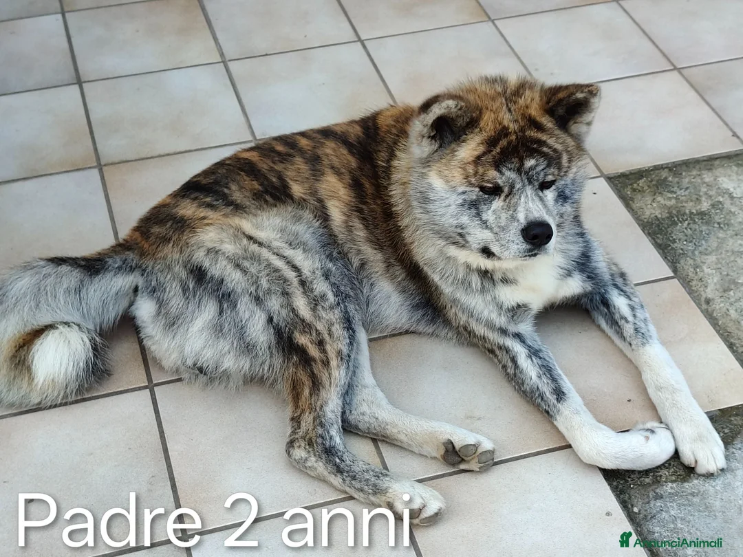 Akita Inu cani per accoppiamento: Akita inu per monta - Annuncio 1