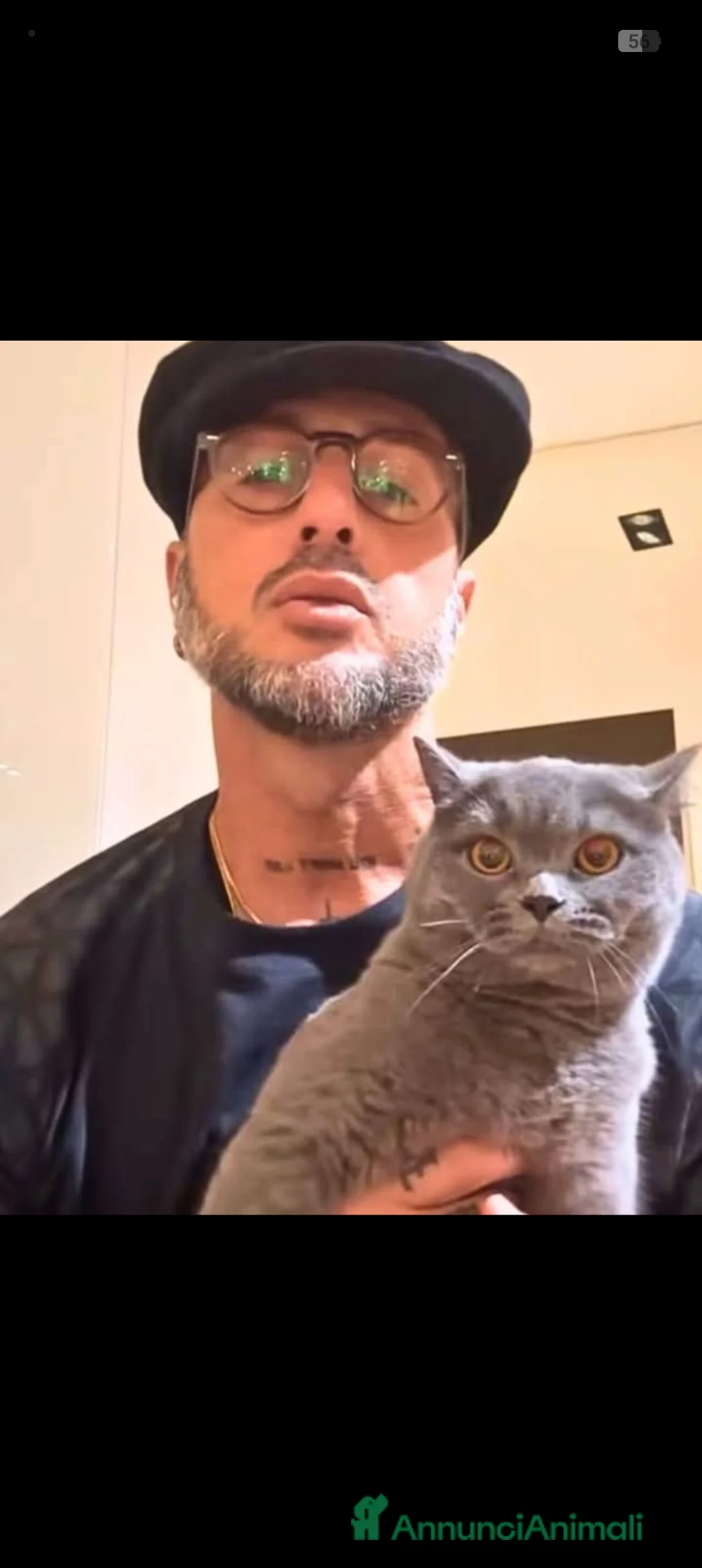 Certosino gatti per accoppiamento: STALLONE GATTO CERTOSINO X MONTA - Annuncio 13
