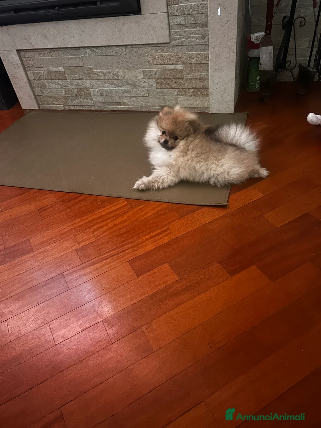 Spitz cani in vendita: SPITZ NANO DI POMERANIA MASCHIETTI  - Annuncio 4