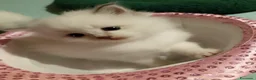 Siberiano gatti in vendita: Cuccioli di Siberiano Neva Masquerade  a Provincia di Macerata - Annuncio 15