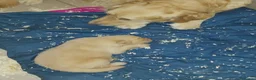 Golden Retriever cani in vendita: Cuccioli di Golden Retriver linea Inglese a Provincia di Pavia - Annuncio 7