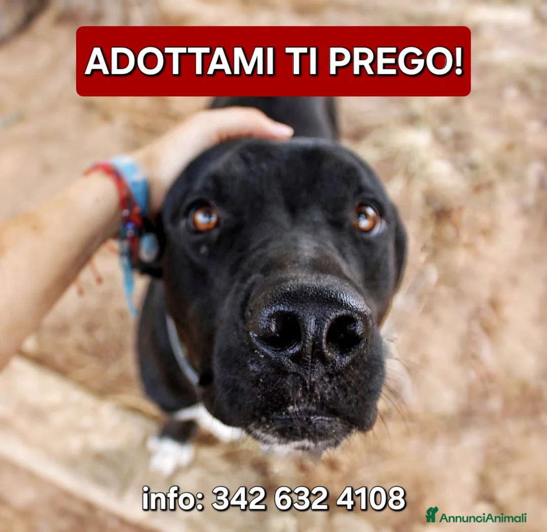 Meticcio cani in regalo: BENNY 💙 IL SORRISO DI CHI NON SI ARRENDE 🥰 - Annuncio 2