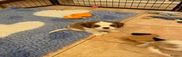 Cavalier King cani in vendita: Cavalier King CS con Pedigree - Annuncio 2
