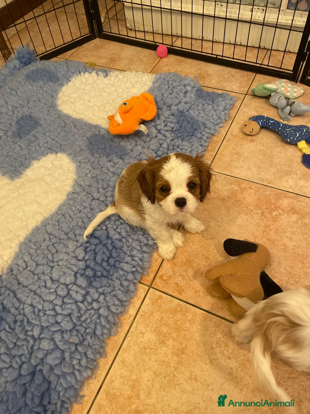 Cavalier King cani in vendita: Cavalier King CS con Pedigree - Annuncio 2