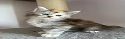 Maine Coon gatti in vendita: Cucciole Maine Coon Black Silver Tortie - Annuncio 8