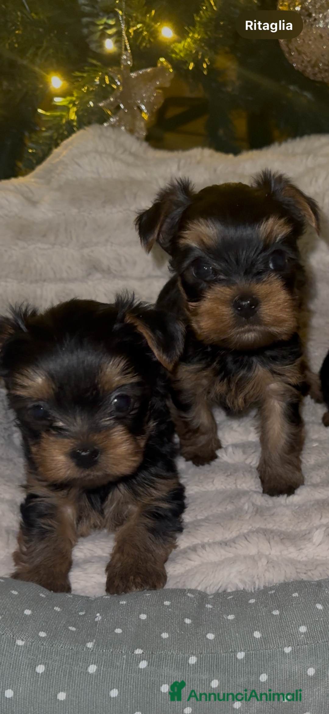 Yorkshire cani in vendita: Yorkshire – Cucciolata Casalinga con Pedigree  - Annuncio 2