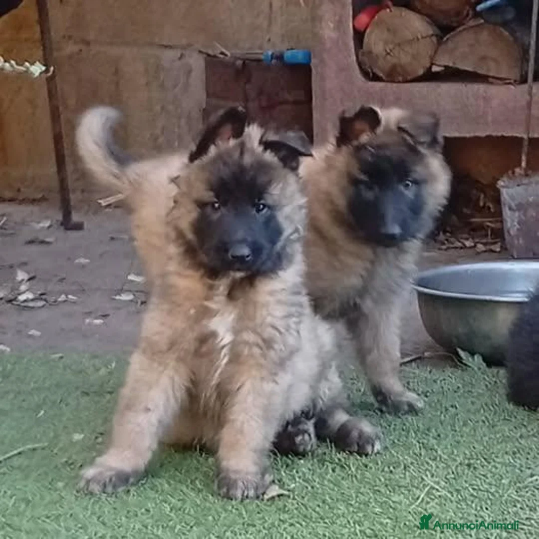 Pastore Belga cani in vendita: Pastore Belga Tervueren - Annuncio 4