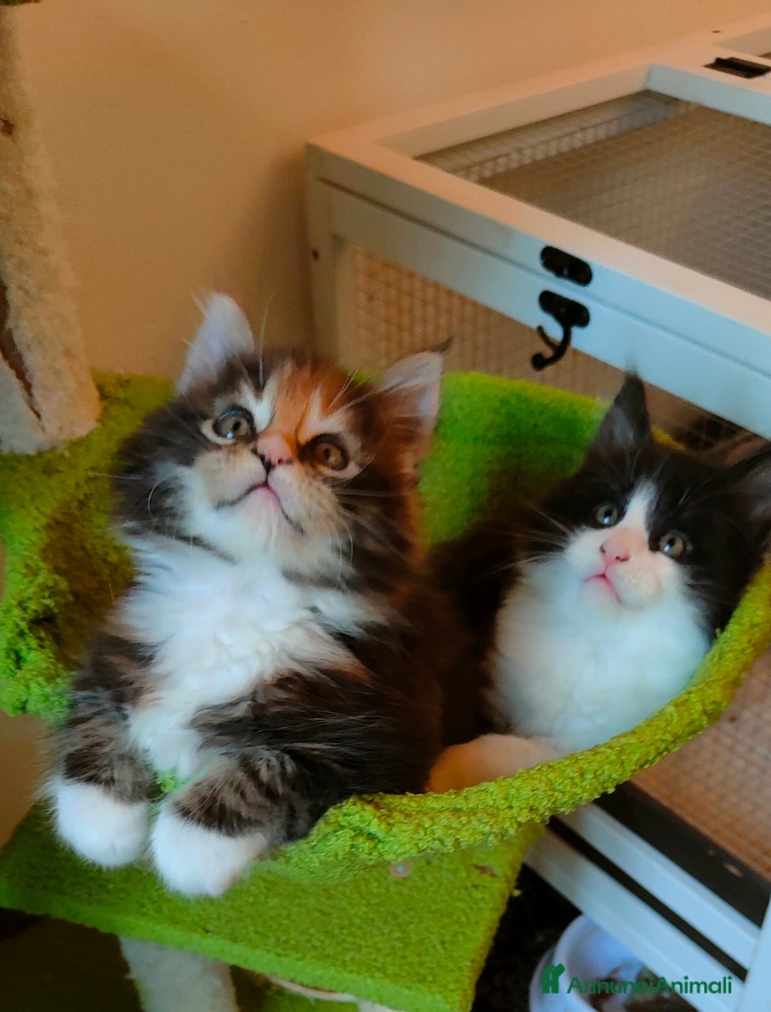 Maine Coon gatti in vendita: piccoli giganti Cattery - Annuncio 5