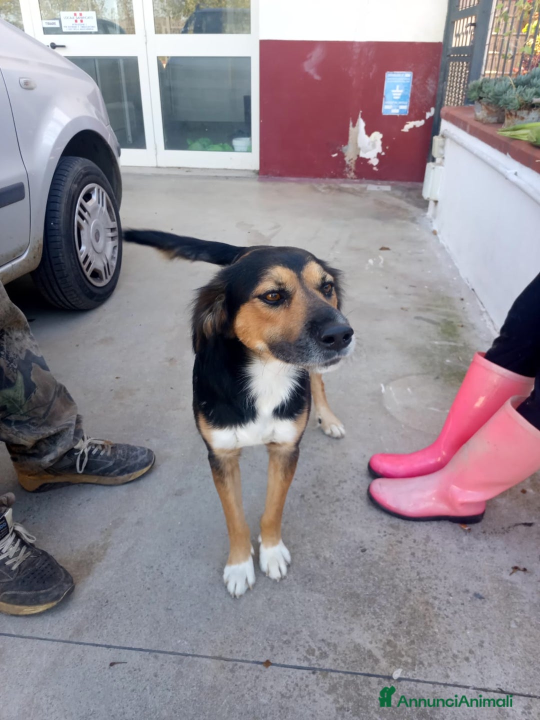 Meticcio cani in regalo: Gigio: 2 anni, socievole, equilibrato - Annuncio 9