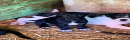 Meticcio cani in regalo: NERA, timida cucciola baffuta TG PICCOLA! - Annuncio 3