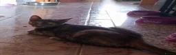 Europeo gatti in regalo: ZELDA, dolce gattina da adottare. - Annuncio 6