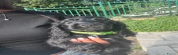 Cocker cani in vendita: Cuccioli di cocker nero - Annuncio 3