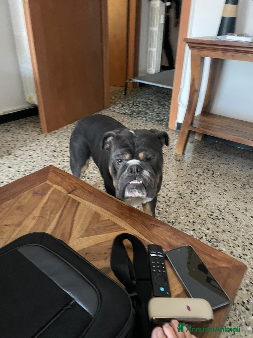 Meticcio cani in vendita: bulldog inglese senza pedigree - Annuncio 1