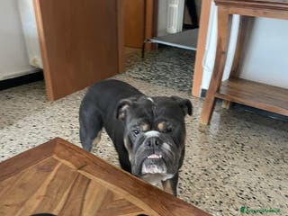 Meticcio cani bulldog inglese senza pedigree - Annuncio 2