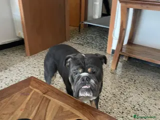 Meticcio cani bulldog inglese senza pedigree - Annuncio 3