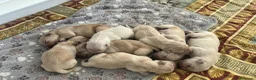 Golden Retriever cani in vendita: I cuccioli di Dea e Axel - Annuncio 7