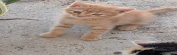 Meticcio gatti in vendita: gattini portafortuna - Annuncio 7