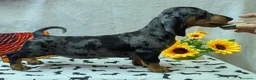 Bassotto cani in vendita: Bassotto tedesco standard pelo corto pedigree ENCI - Annuncio 9