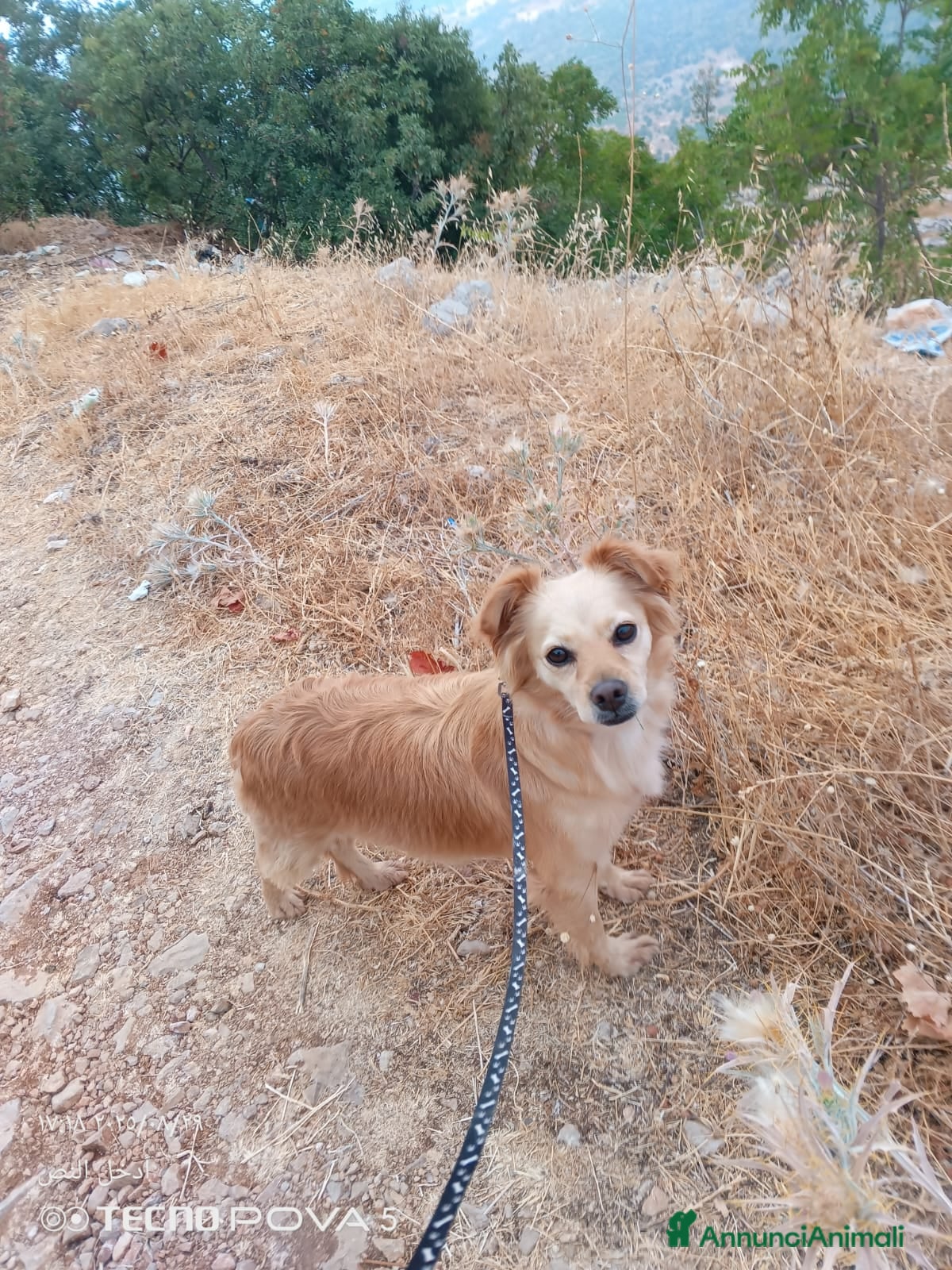 Meticcio cani Najma, una dolce e tenera meticcia - Annuncio 2