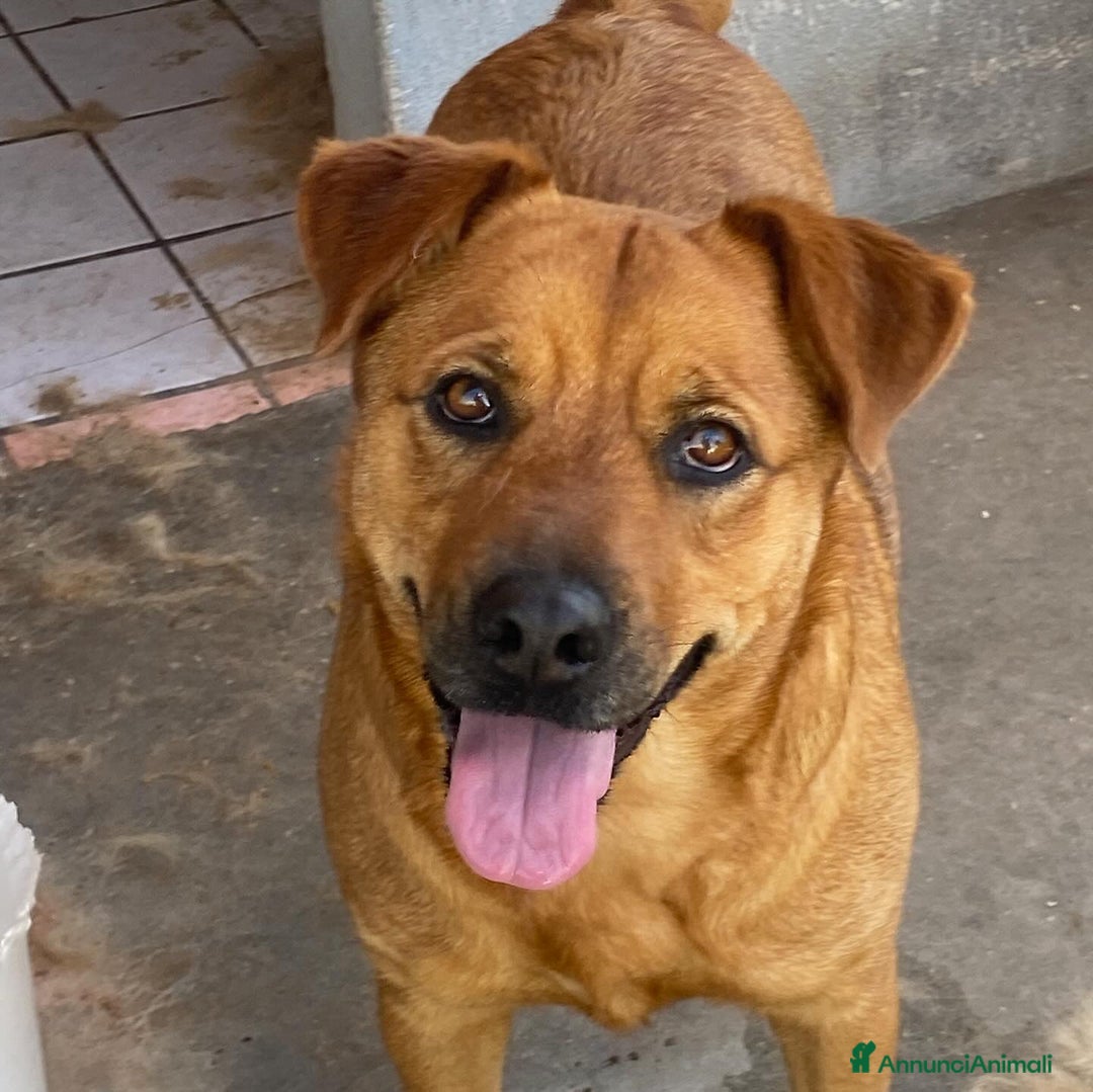 Meticcio cani in regalo: Alanis dolce cagnolina 2 anni cerca casa! a Provincia di Latina - Annuncio 4